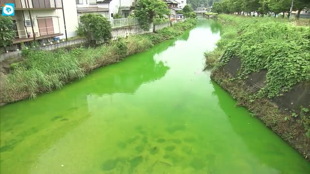 水が緑色に変色 生駒市を流れる竜田川で 薬品流されたか原因調査中