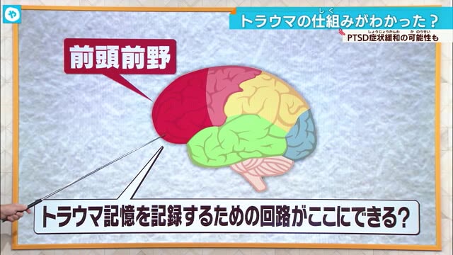 トラウマの仕組みがわかった？