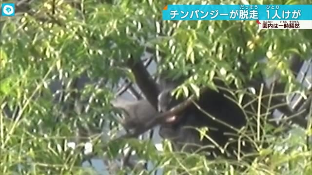 天王寺動物園メスのチンパンジー脱走 園内で捕獲 40代の獣医師噛まれケガ