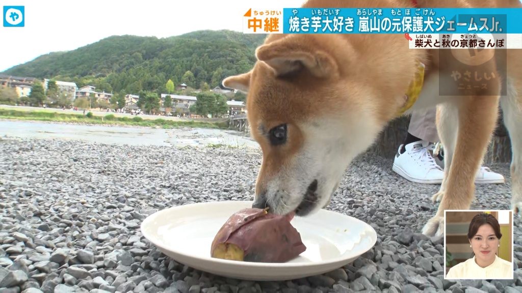 【KYOTO】 焼き芋が大好物！嵐山の名物犬と京都さんぽ