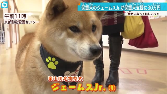 京都・嵐山の名物柴犬ジェームスJr　保護犬支援の義援金届ける「幸せになってほしいワン」