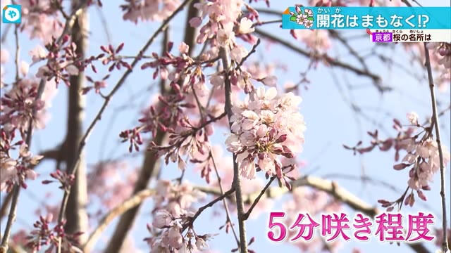 ソメイヨシノ開花予想 少し遅れて25日に 京都御苑の「糸桜」は5分咲き