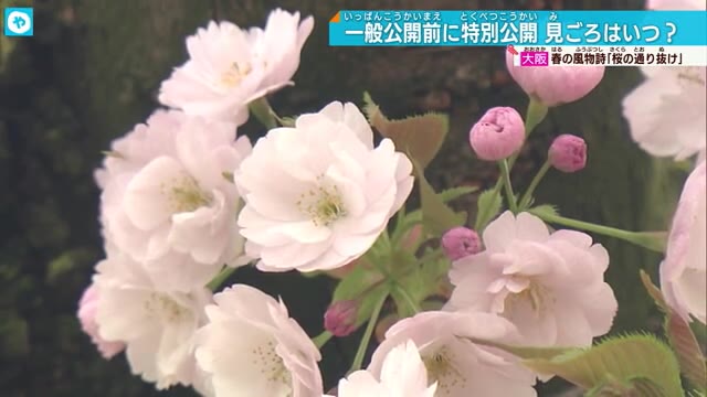 開花これから…大阪造幣局 桜の通り抜け一般公開を前に特別観桜会