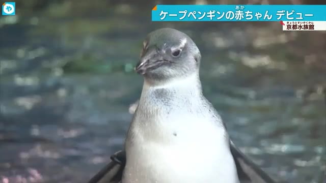 泳げるかな？京都水族館　ケープペンギンの赤ちゃんデビュー