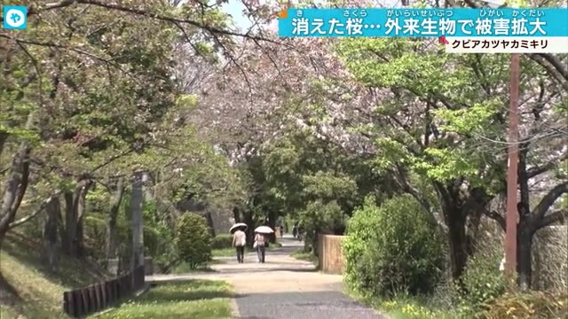 桜の木が危ない…「クビアカツヤカミキリ」大阪府内で被害深刻に