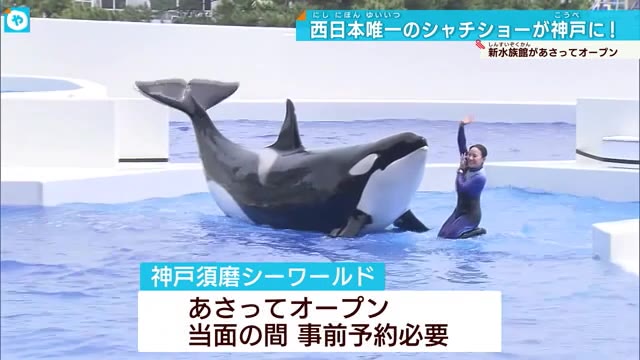 「海のギャング」シャチが、神戸にやってきた！